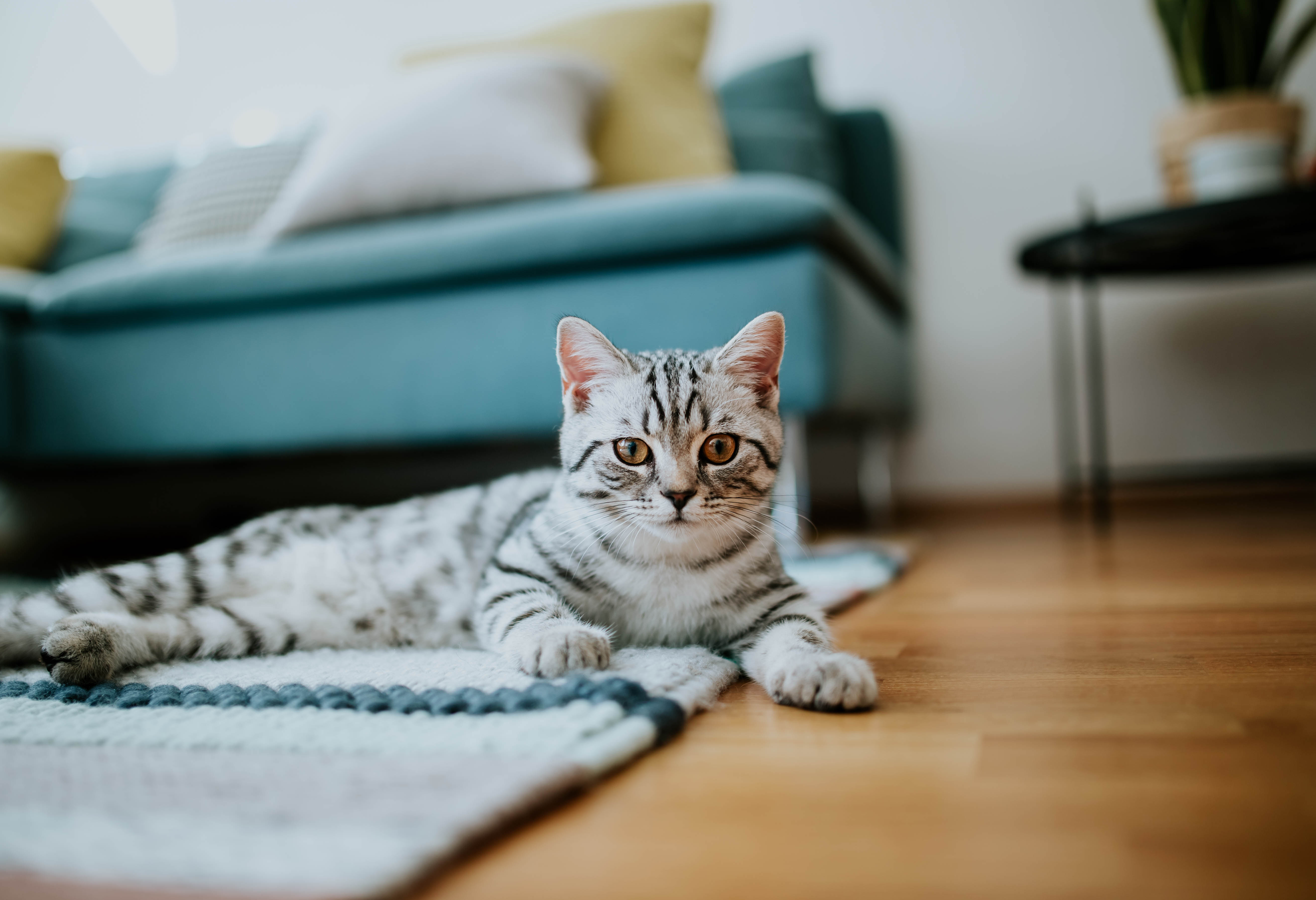 Клинический случай: кошка с хроническим поносом — оказались глисты