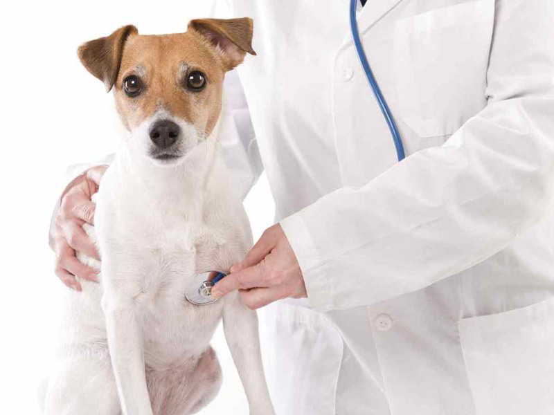 Антибиотикотерапия при лечении заболеваний у собак
