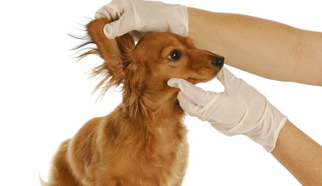 Роль топикальных кортикостероидов в терапии наружного отита у собак